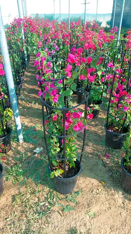 Bougainvillea for sale