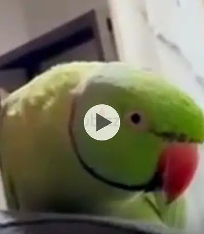 Lost green male parrot