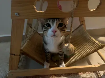 Adorable Cats Looking for a Loving Home