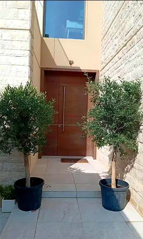 Stylish Indoor Olive Trees in Decorative Pots