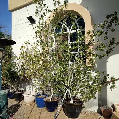 Beautiful outdoor Potted plants with pots. All for 500.
