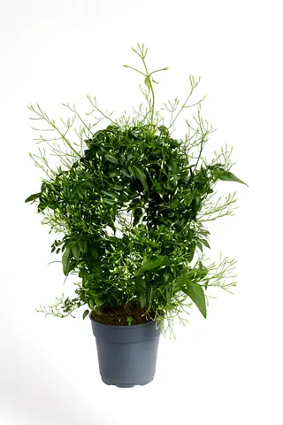 Indoor Jasmine Plant – Fragrant Flowering Houseplant | Holland Imported Jasmine UAE