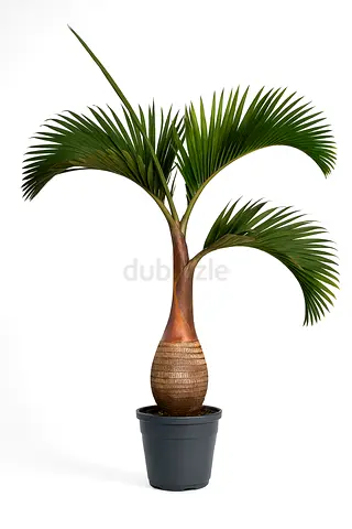 Premium Bottle Palm Tree – 2.2m Height, 70L Pot – Free Delivery UAE
