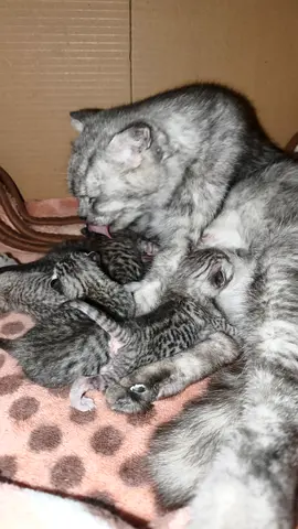 Adorable Kittens Looking for a Loving Home