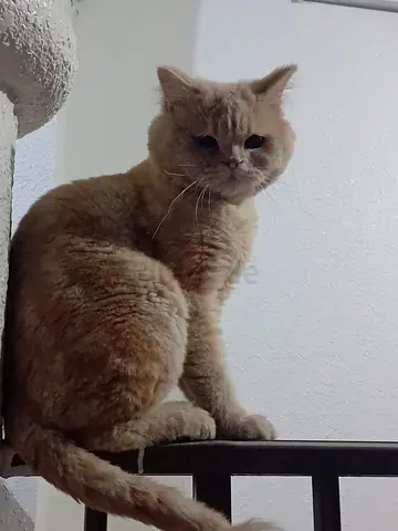 Samba (Cat for adoption)(Free)