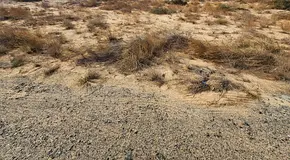 un blieveable price 155 AED per Sq Ft commercial residential plot Located on 36 meter wide street Al