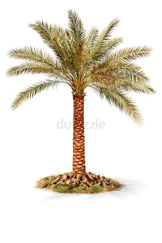 Date Palm Tree – Mature Outdoor Palm with Clear Trunk | Premium Landscape Tree UAE