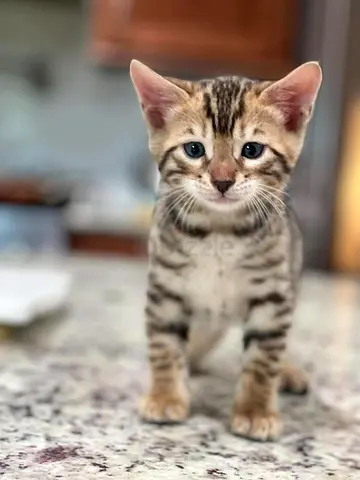 Adorable Bengal Kitten Looking for a Loving Home
