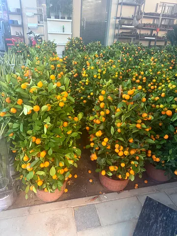 Beautiful Potted Kumquat Trees for Sale