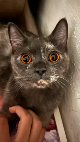 Lucy cat Looking for a Loving Home