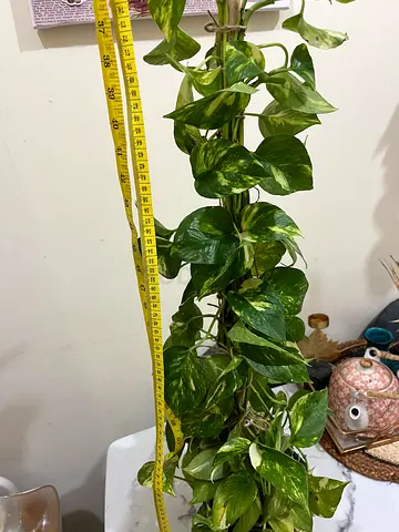 Beautiful Green Indoor Plant for Home Decor