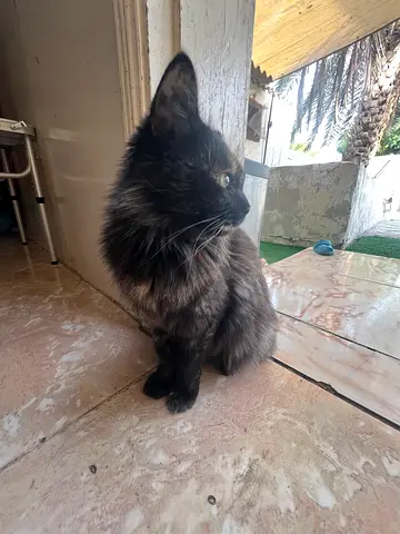 Adopt a Beautiful Friendly Cat found it in indestral area6 Sharjah