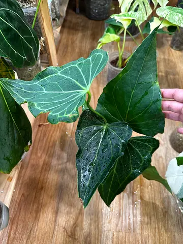 Anthurium Delta force. Aed450/-. Pickup near financial center metro station. Delivery can be arrange