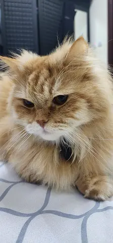 أبوظي ، الرحبة