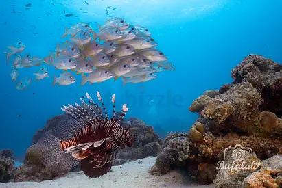 Ultimate Nauticam  Sony a7R III System - Wide  Macro (G-Master  Glass Dome)