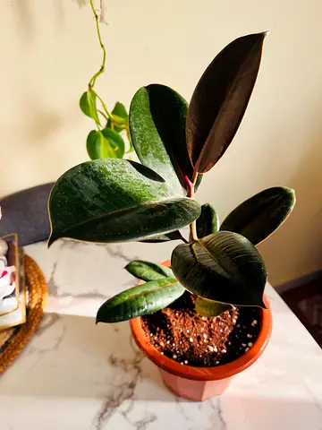 Beautiful Rubber Plant in Terracotta Pot