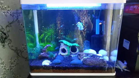 2 Vibrant Aquarium for Sale
