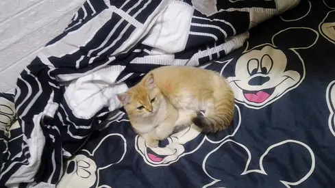 Beautiful Golden Kitten for Free Adoption