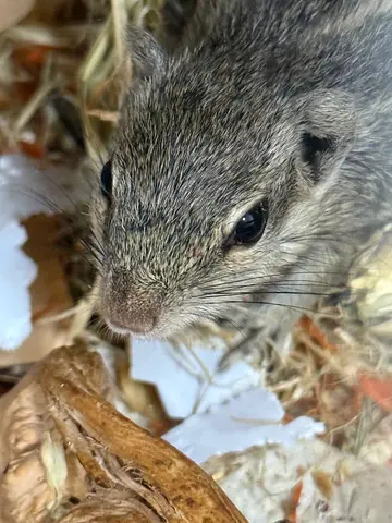 Squirrel for Adoption