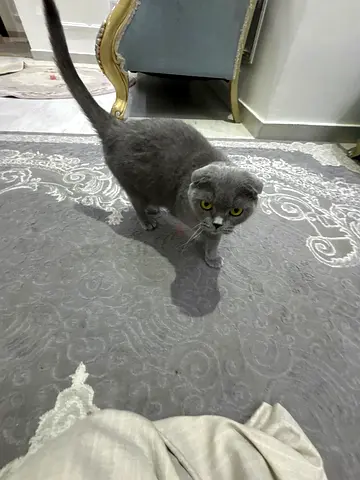 قط انثي جاهز للتزواج