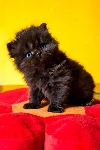 Adorable Black Fluffy Kitten