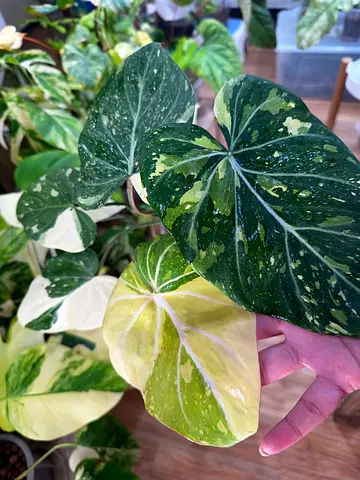 Gloriosum Albo Variegated,  4 leaves. Aed450/-. Pickup near financial center metro station. Delive