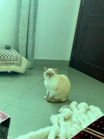 Siamese flame point Cat قطة سيامي متطعمة