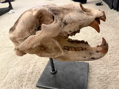 Unique Animal Skull Display