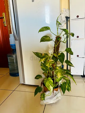 Potted Indoor Plant with Vibrant Green Foliage 100 Cm centimeter lengths