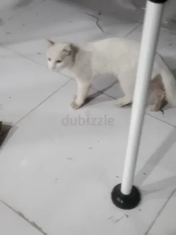 قط للتبني | Cat for adoption