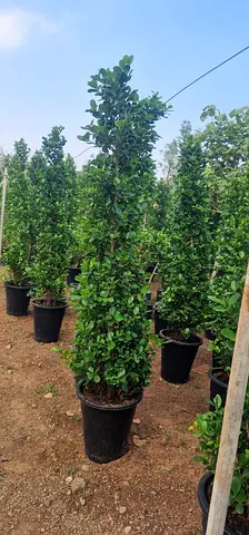 Ficus Cone Shape for privacy and cover