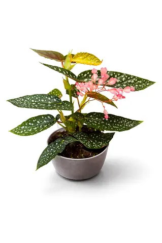 Begonia Maculata Polka Dot Plant – 40–50cm Indoor Flowering Plant | Holland Imported
