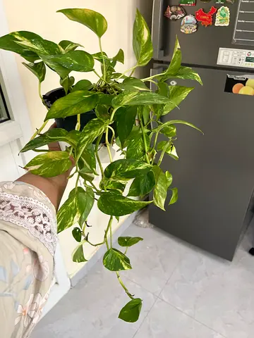 Beautiful Potted Money Plant for Sale
