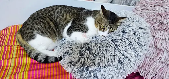 Cute Cat Looking for a Loving Home