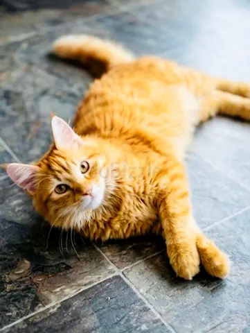 Female Ginger Cat - 5 Months