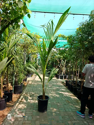 Coconut Plant 2.5-3m
