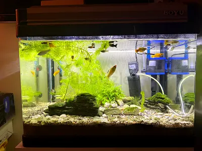 Beautifully Decorated aquarium with tropical fish