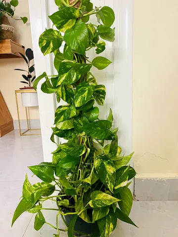 Beautiful Indoor Plant for Lush Greenery