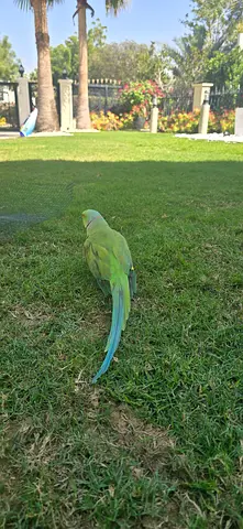 Trained ringneck parrot