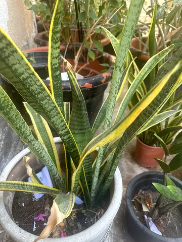 Indoor Snake Plant in Beautiful Pot