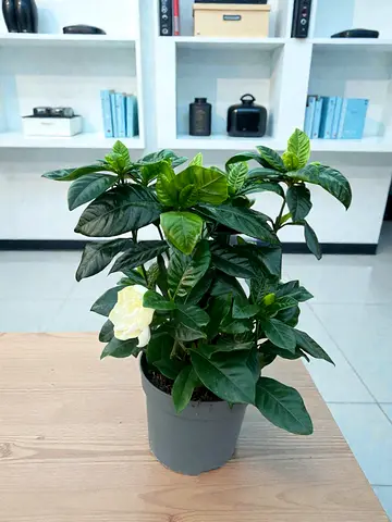 Live Gardenia Plant, Indoor Flowering Potted Plant for Home Decor