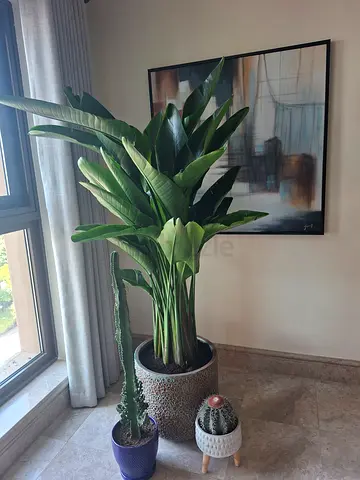 Stylish Indoor Plant with Decorative Pots