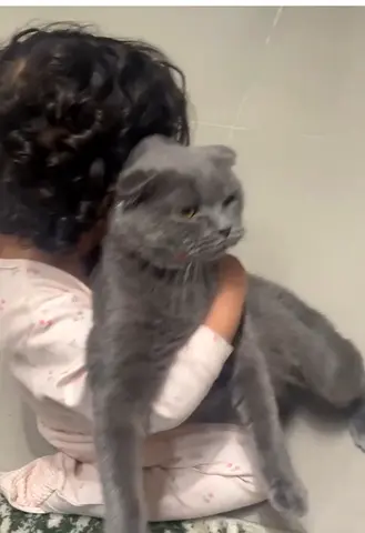 Lost cat in yas island