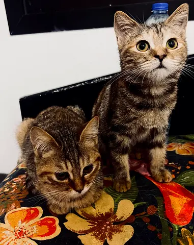 Free adoption