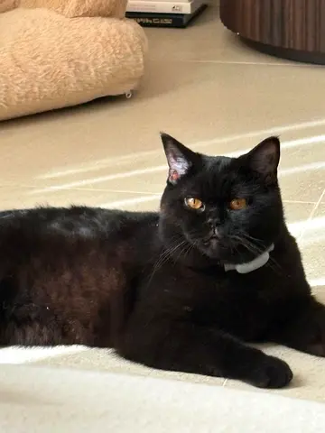 Cute Male Black Cat Looking for a Loving Home