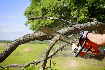 Tree cutting and yard cleaning