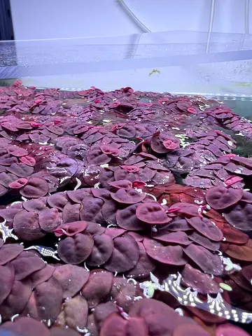 Aquarium Plants for Sale - Red Root floater