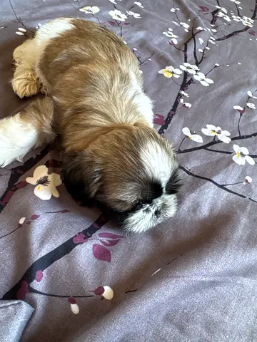 Adorable Shih Tzu Puppy Looking for a Loving Home