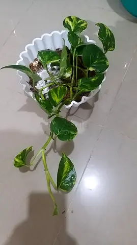 Money plant in white pot