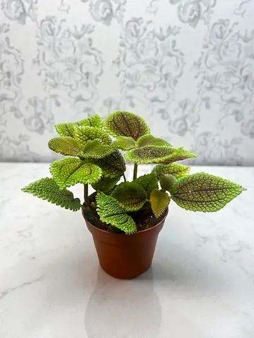 Live Pilea Moon Valley Plant in Pot, Green Textured Leaves, Indoor Plant
